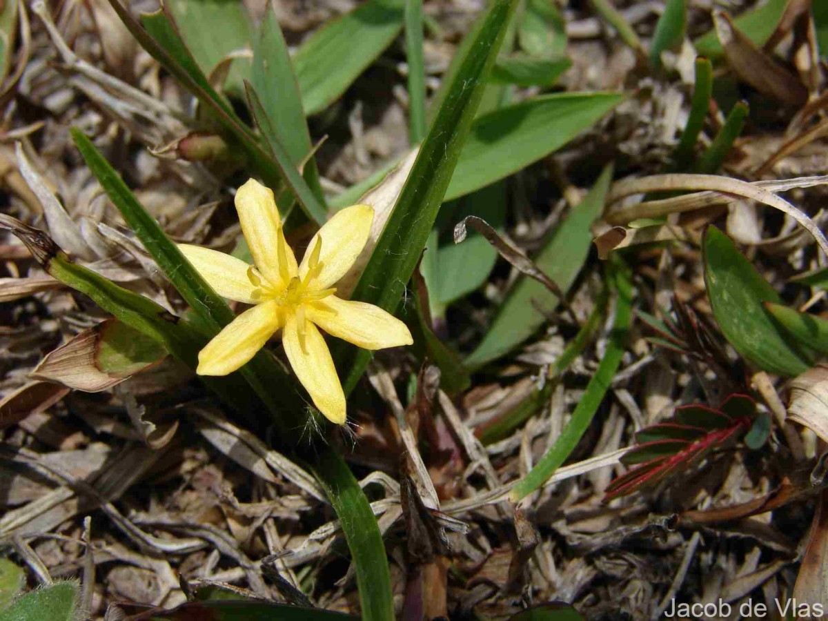 Curculigo orchioides Gaertn.